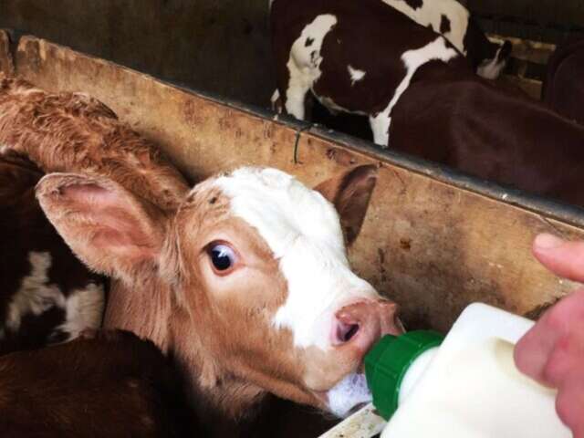 Alla scoperta della fattoria