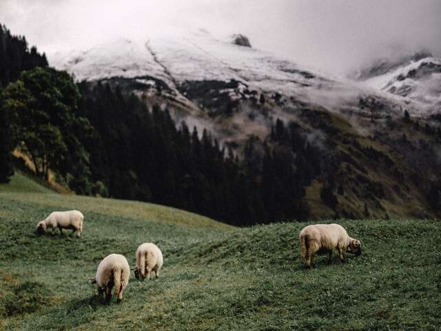 Table Ronde - La cohabitation avec les loups - Festival du Film Nature