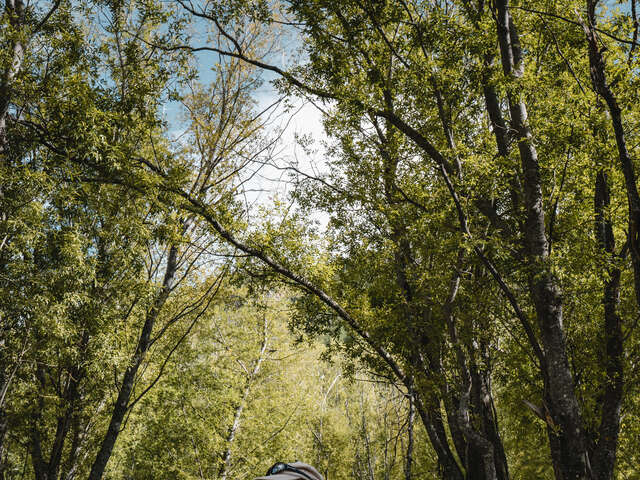 Extraordinary universe of the trees