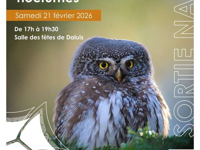 Les rapaces nocturnes