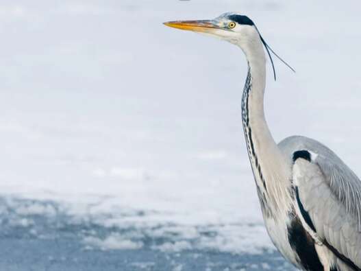 COMPLET - Activité enfant 6-12 ans : Mission survie au coeur de l'hiver au Marais de Lavours