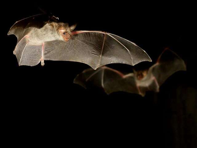 Fête de la nature : Soirée chiroptère au Glaizil