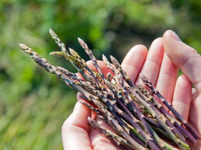 A hike to discover edible & medicinal plants