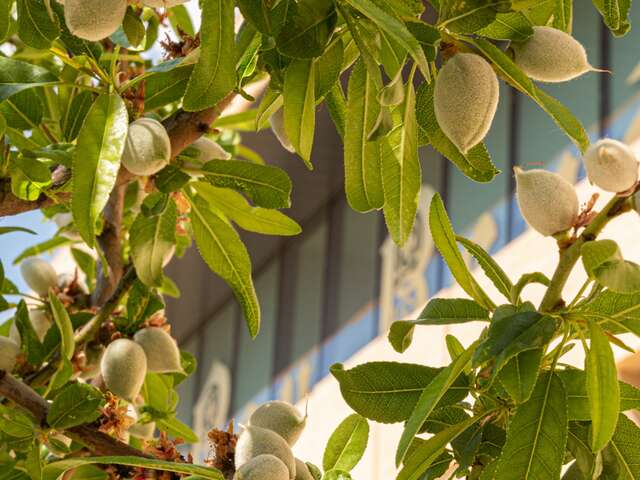 Visite des Jardins du Roy René, entre plantes aromatiques et amandiers