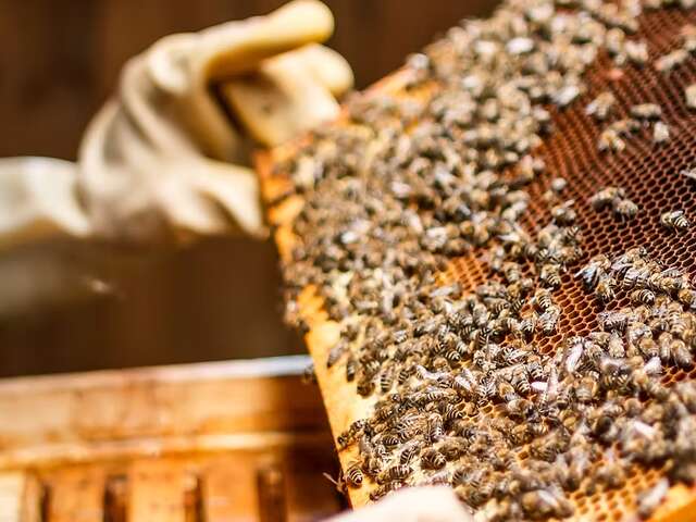 Le Rucher de Mélilou