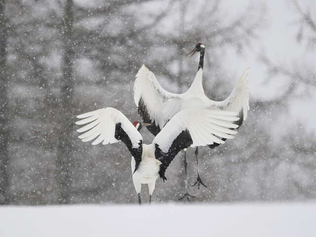 Fototentoonstelling over Japanse wilde dieren