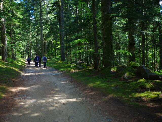 Forêt des Bois Noirs, Puy du Montoncel