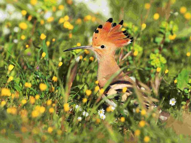 Fête de la Nature