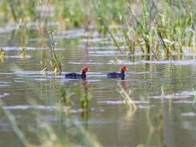 À la rencontre des oiseaux de la Dombes