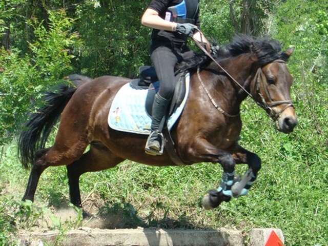 Stage jeune public au centre équestre