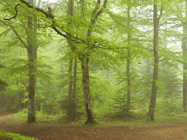 PR035 Les bois de Peybrousson et Plafay
