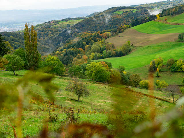 Balade familiale botanique et cyanotypes
