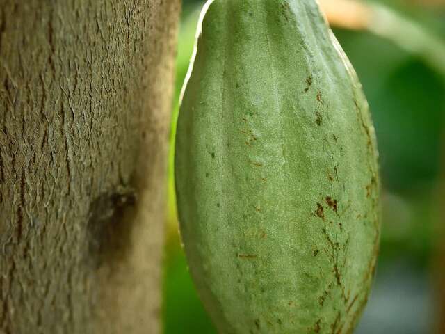 Animazione Flash "Cocoa e i suoi segreti" presso Val Rahmeh