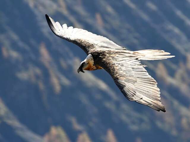 Rdv avec un garde-moniteur : le gypaète barbu du Valgaudemar
