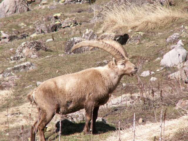 Chamois et bouquetins à Champoléon balade en raquettes