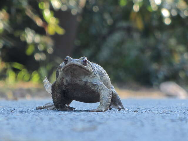 Activité enfants « Sur les traces des animaux en hiver »