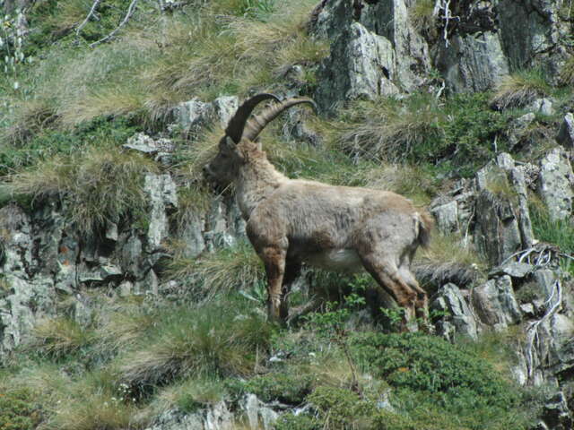 Randonnée - Valgo Champsaur Sauvage