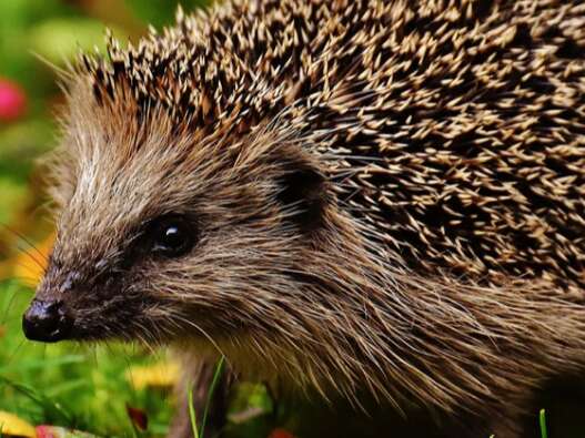 COMPLET - Activité enfant 4-7 ans : Sauve piqueux ! au Marais de Lavours