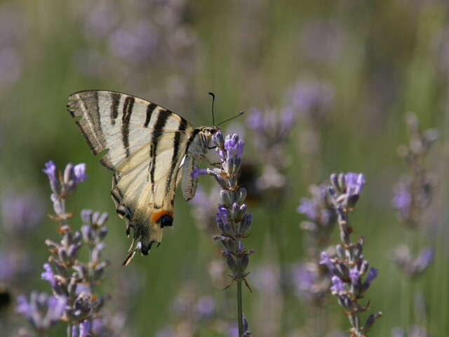 Papillons et autres insectes des prairies