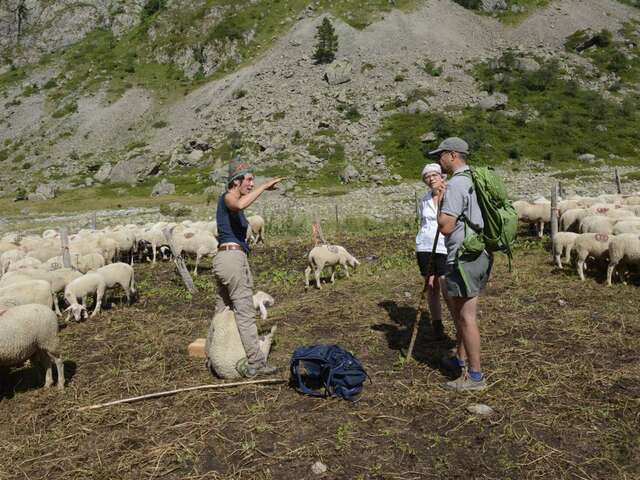 Rdv en alpage : biodiversité et pastoralisme