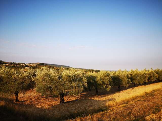 Balade dans les oliveraies du moulin O' live PROD