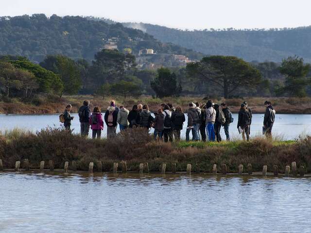 Sortie biodiversité du littoral au Vieux Salins