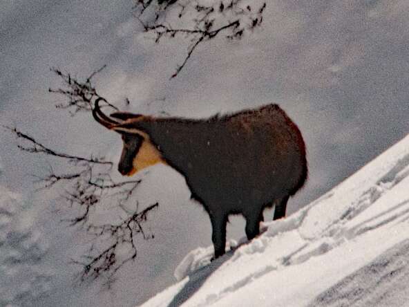 Sortie raquettes : les chamois - Bureau Randos Champsaur