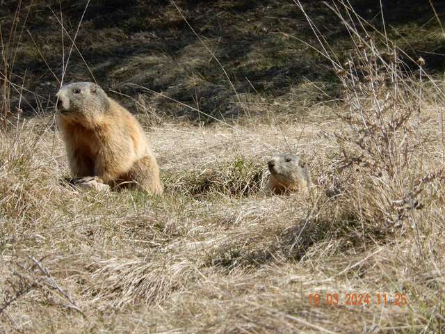 Comptage des marmottes d'Eygliers Mont-Dauphin