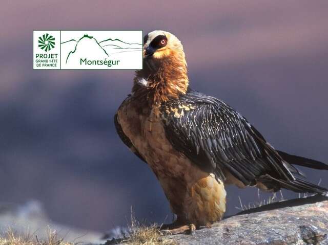 Les jeudis des oiseaux (Natura 2000) - Où sont-ils, qui sont-ils ?