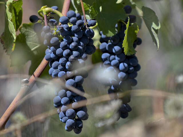 Visite du Domaine des Bardes - de Ferme en Ferme