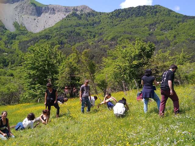 A la découverte des plantes médicinales