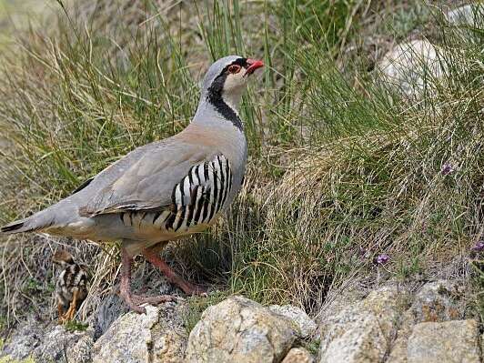 La perdrix bartavelle, un oiseau pas comme les autres
