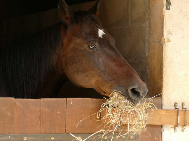 Scuderia e fattoria didattica La Nieya