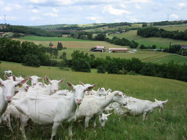 Visite de la ferme du Bancel de Ferme en Ferme