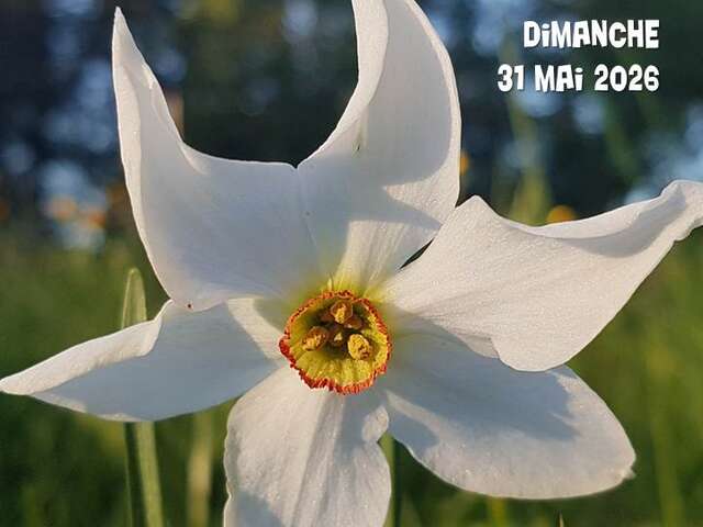 Fête des Narcisses