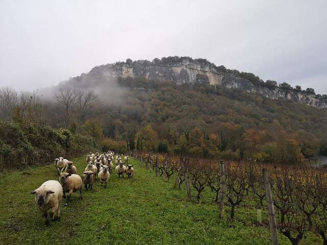 Les Pieds dans le Local®, spécial producteurs ! Visite d'exploitation : Cave Martin Barbaz