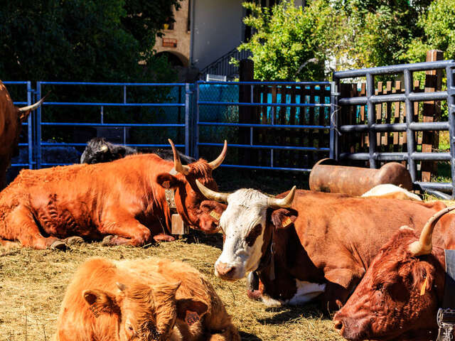 Foire Agricole de la Saint Mathieu