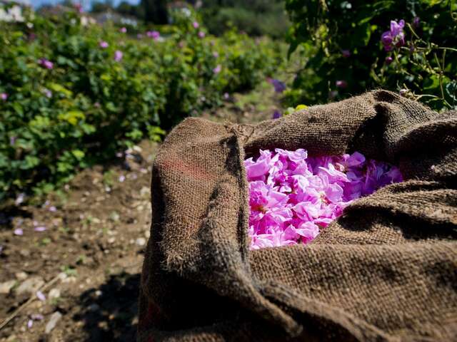 Grasse : Un matin de cueillette de la Rose Centifolia au domaine familial