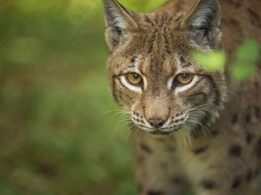 COMPLET - Activité enfant 4-7 ans - Le lynx, ce voisin bien discret - Maison du Marais