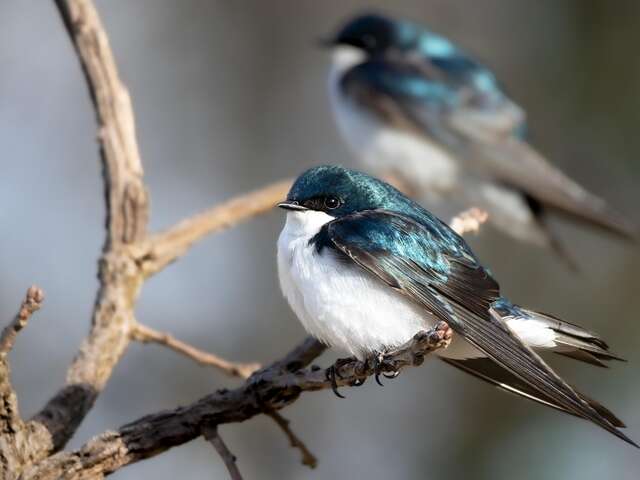 Animation de la Maison du Marais : Balade ornithologique