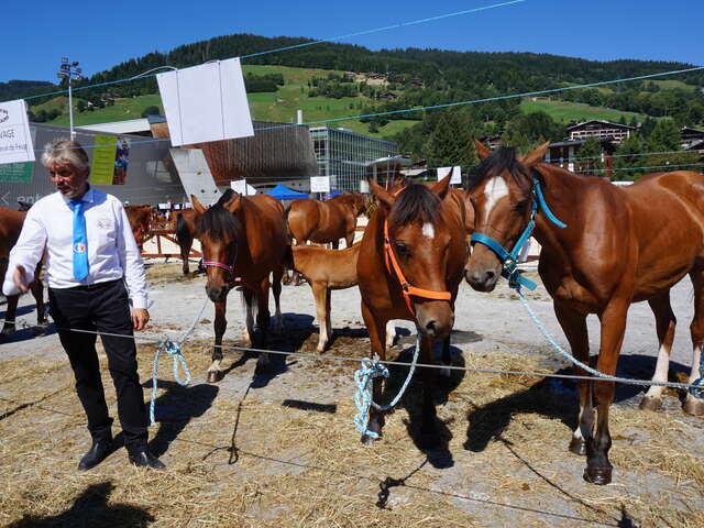 Concours aux poulains