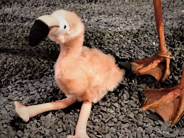 Visite flash "Le premier été de Rosie"