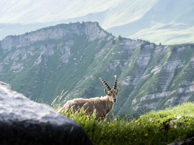 Randonnée : Bouquetin et chamois