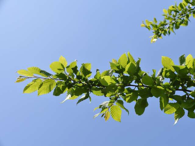Plantation d'arbres et arbustes