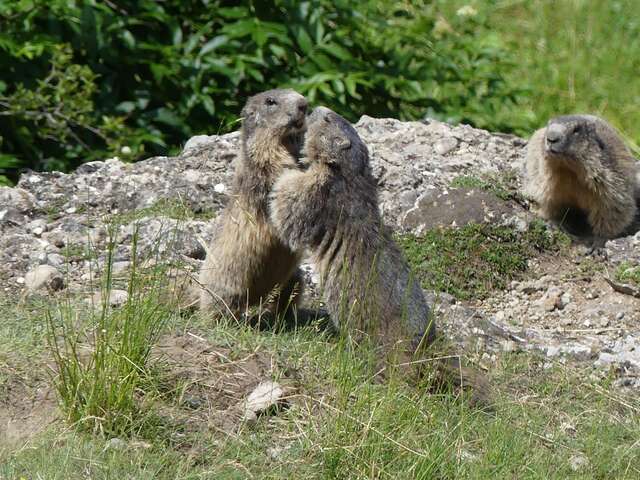 Découverte de l’animal fétiche du festival : La Marmotte – Association pour la protection, l’étude et la valorisation des marmottes