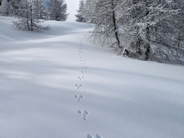 Sur les traces des animaux en hiver