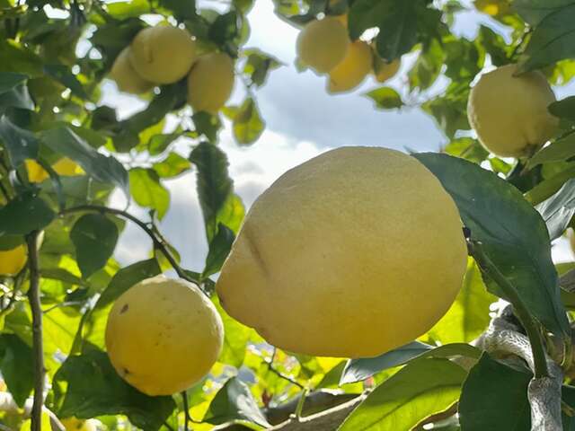 Visita guidata e pasto in stile rustico presso La Ferme des Citrons