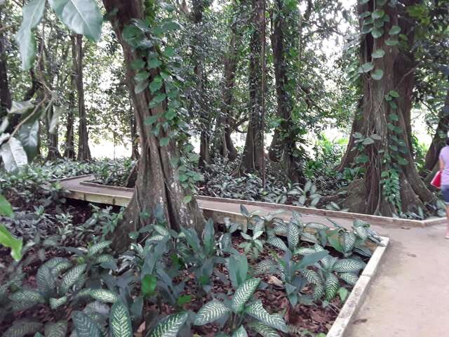 Le Jardin Botanique De Faaroa