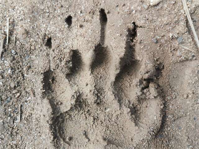 Activité famille : Traces et indices d'animaux