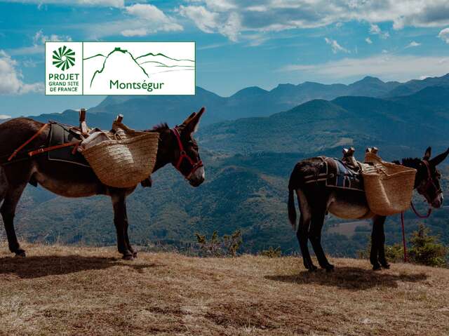 Montferrier à Montségur par les crêtes avec des ânes